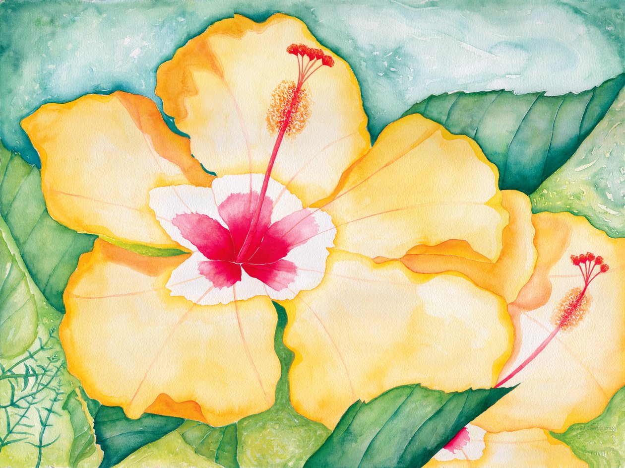 Gul hibiscus, 2006 (akvarel) af Deborah Eve Alastra