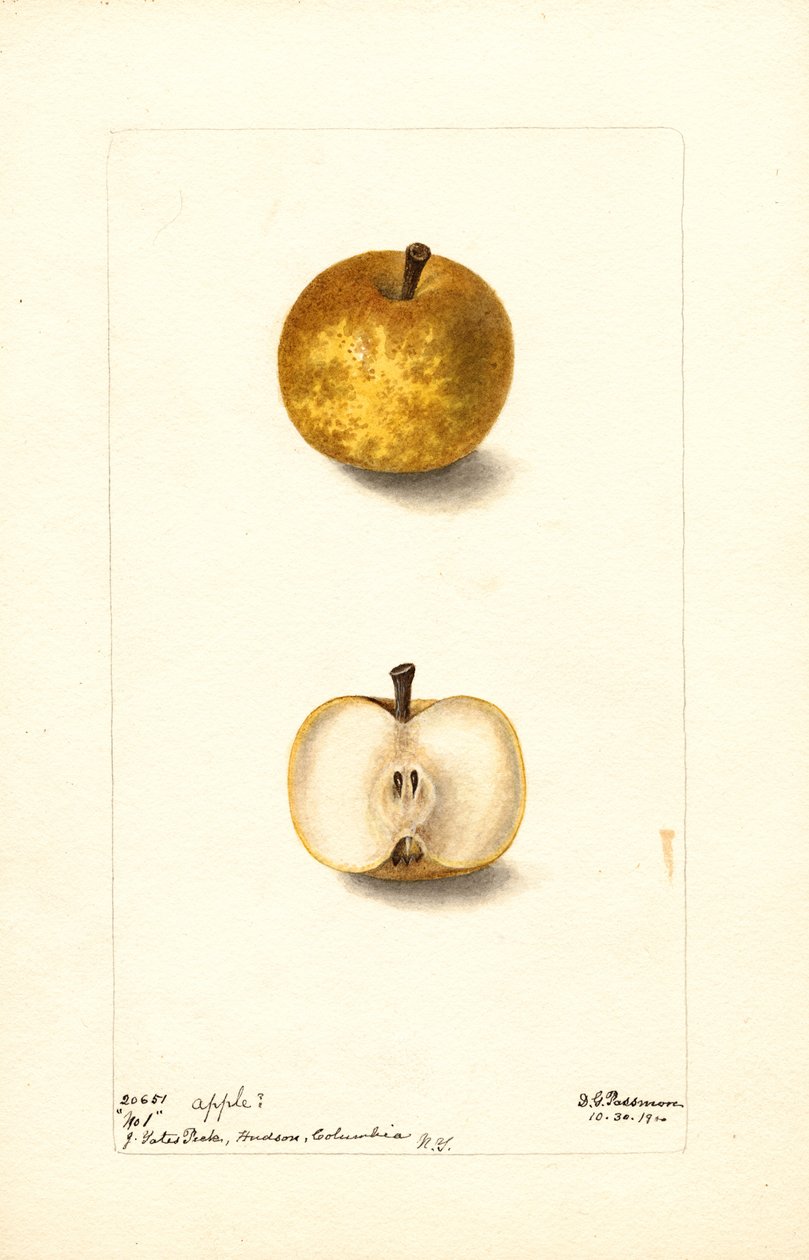 Æbler (Malus domestica: nr. 1) (akvarel) af Deborah Griscom Passmore