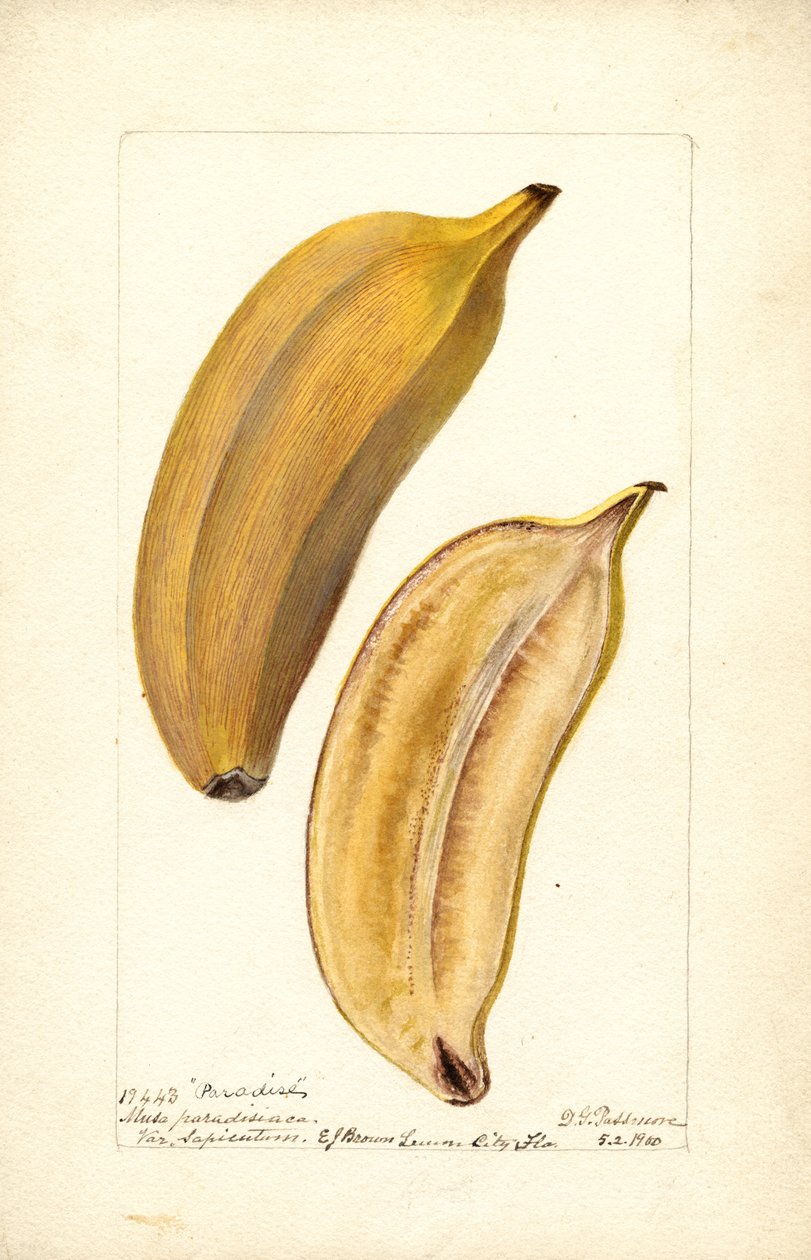 Bananer (Musa: Paradise) (toilet) af Deborah Griscom Passmore