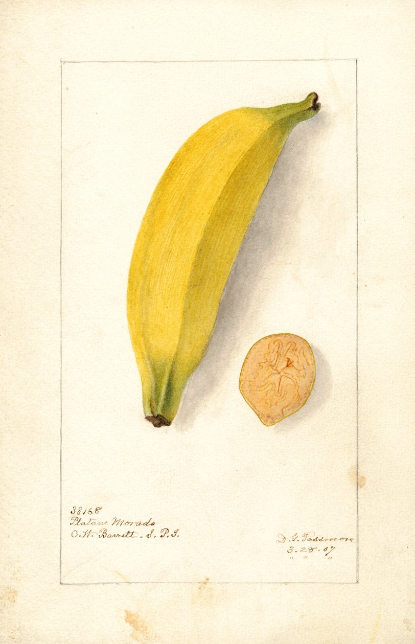 Bananer (Musa: Lilla banan) (akvarel) af Deborah Griscom Passmore