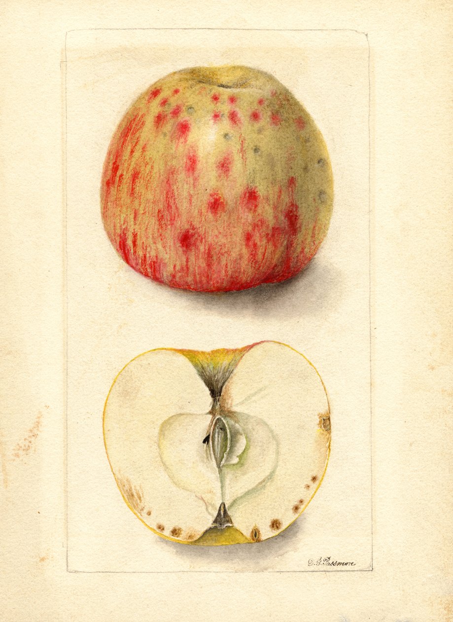 Bittere æbler (Malus domestica) (akvarel) af Deborah Griscom Passmore