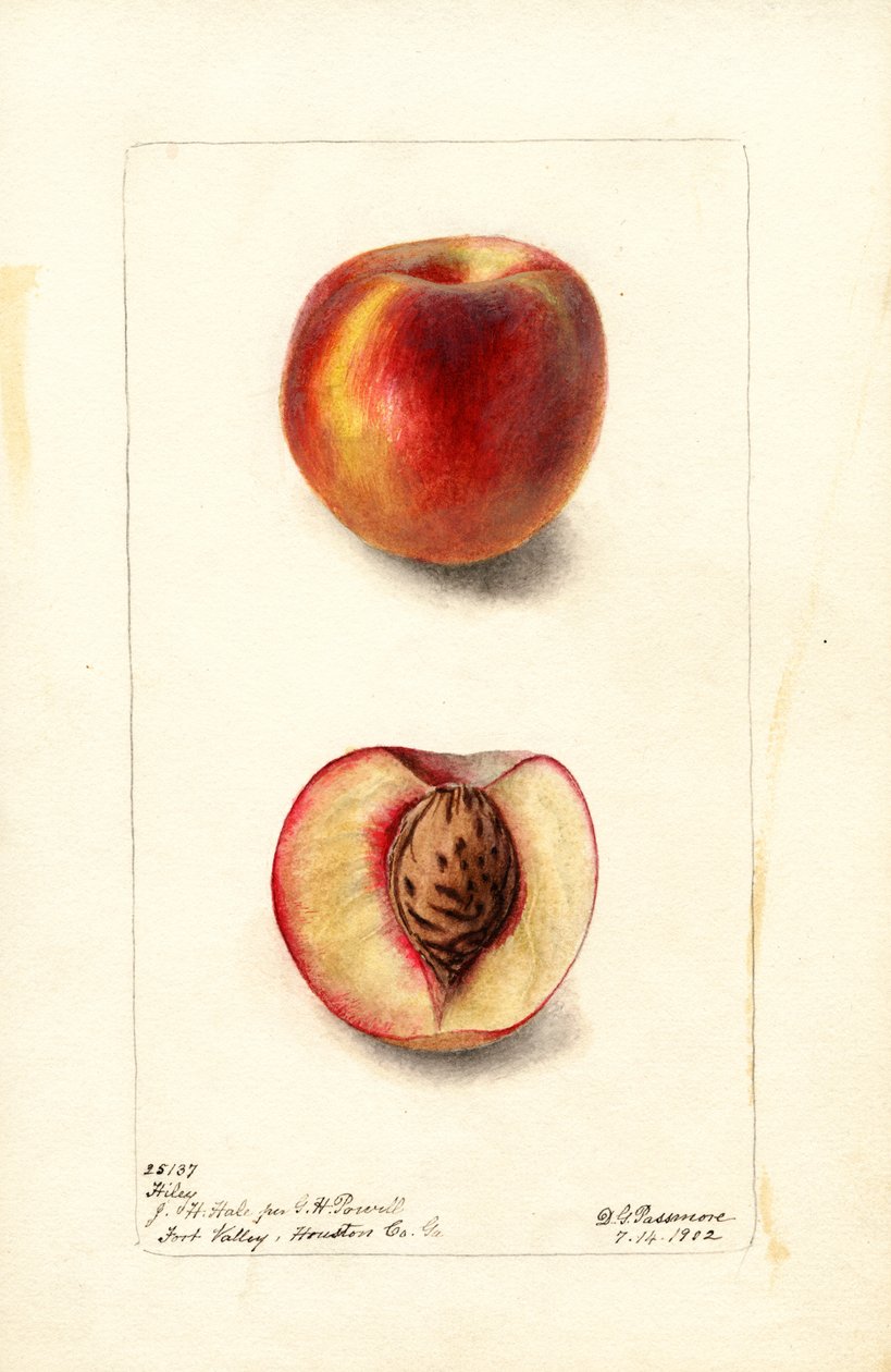 Ferskner (Prunus persica: Hiley) (akvarel) af Deborah Griscom Passmore