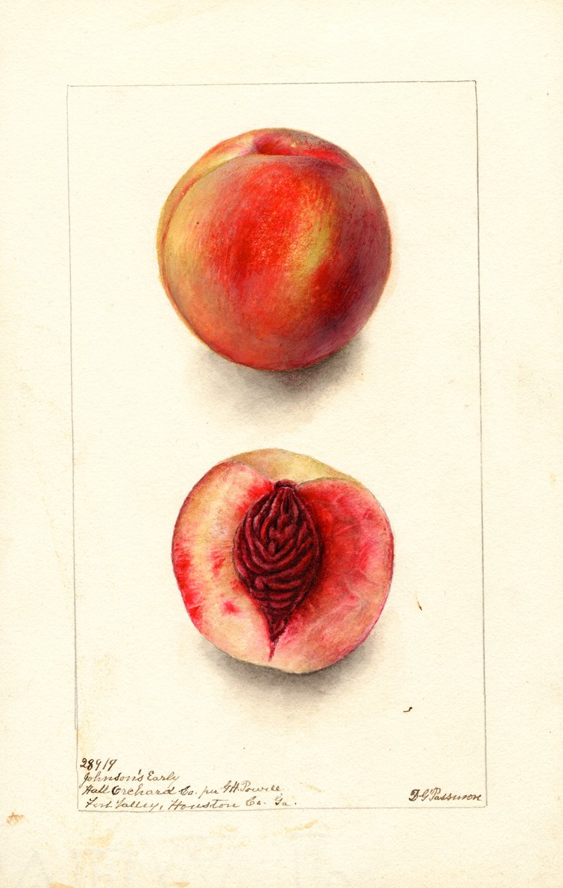 Ferskner (Prunus persica: Johnsons Early) (akvarel) af Deborah Griscom Passmore
