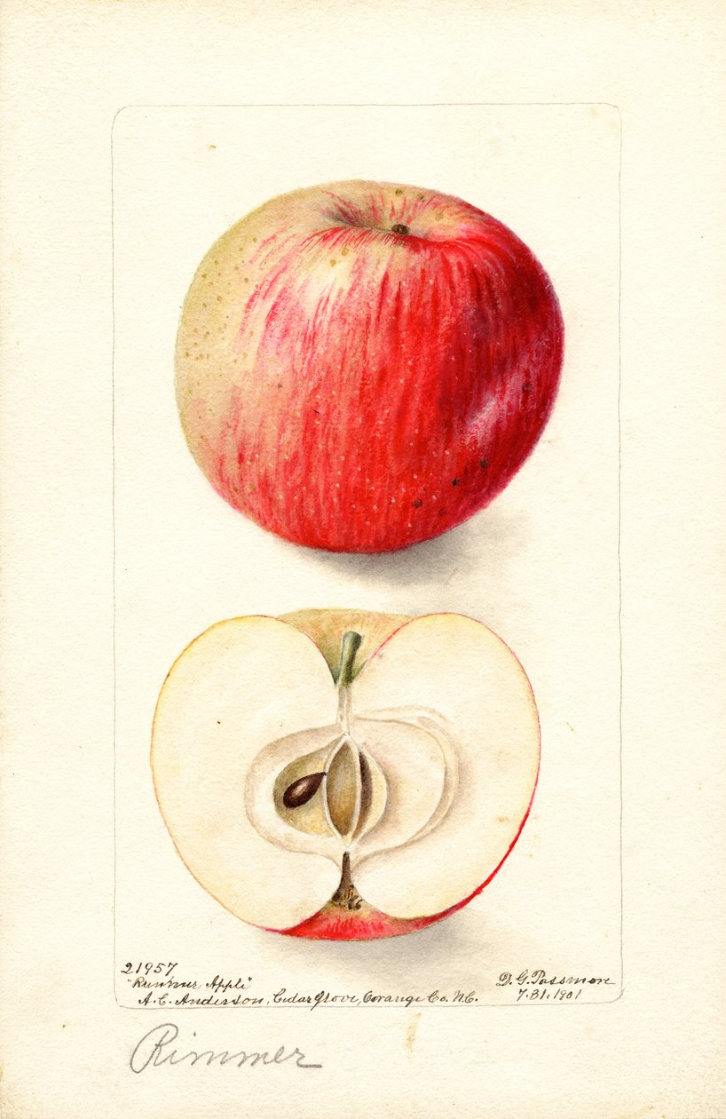 Rimmer-æbler (Malus domestica) (akvarel) af Deborah Griscom Passmore