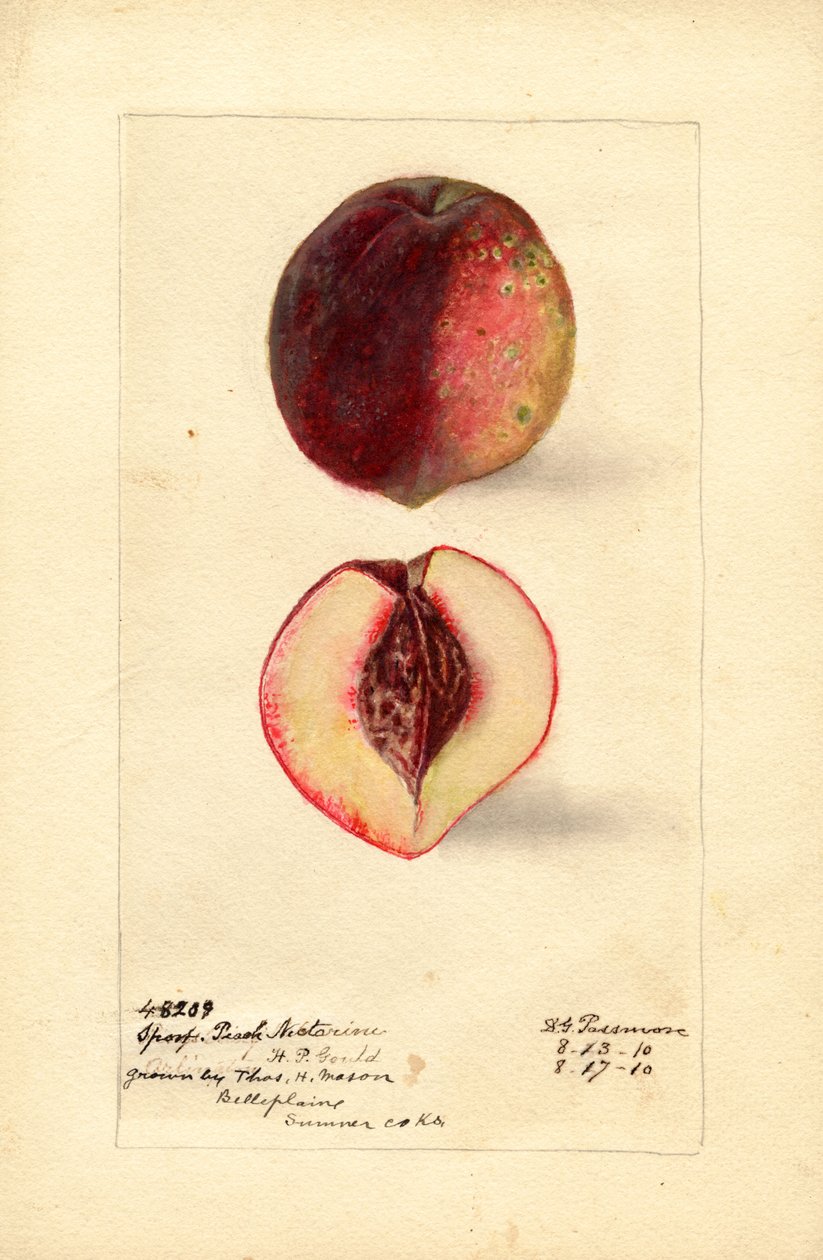 Sport Ferskennektarin (Prunus persica) (akvarel) af Deborah Griscom Passmore