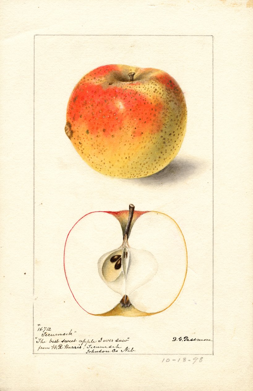 Tecumseh-æbler (Malus domestica) (akvarel) af Deborah Griscom Passmore