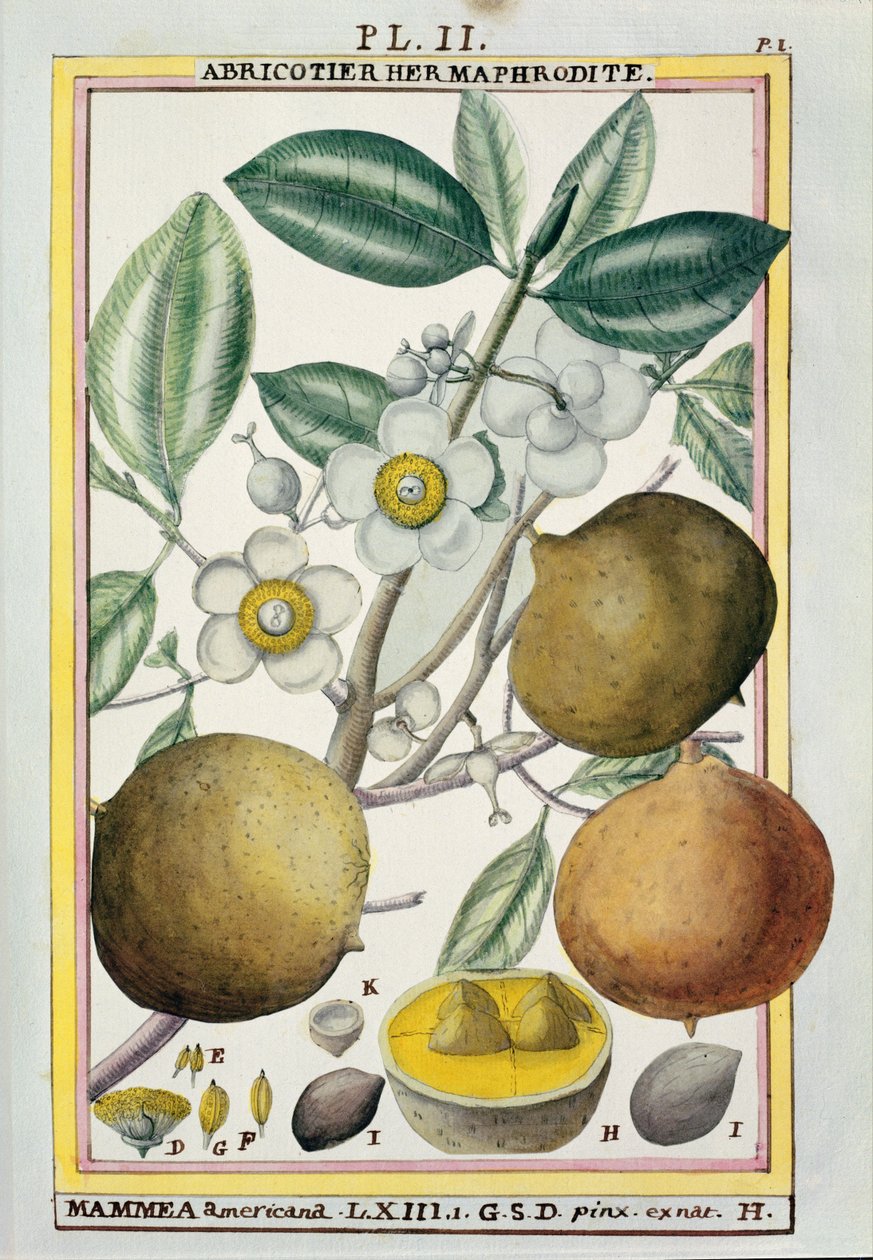 Hermafrodit abrikostræ, fra 