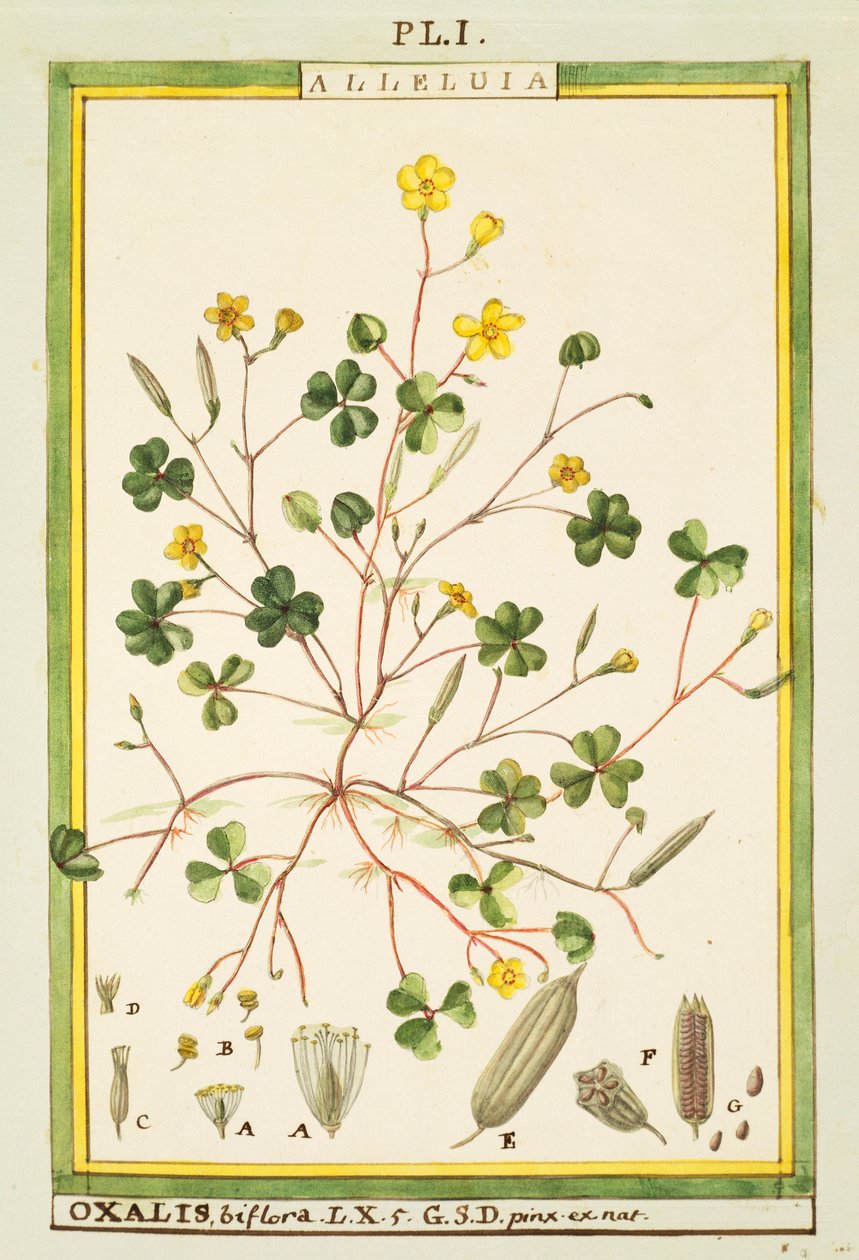 Bermuda ranunkel (Oxalis biflora eller pes-caprae), akvarel af Delahaye af Delahaye Delahaye