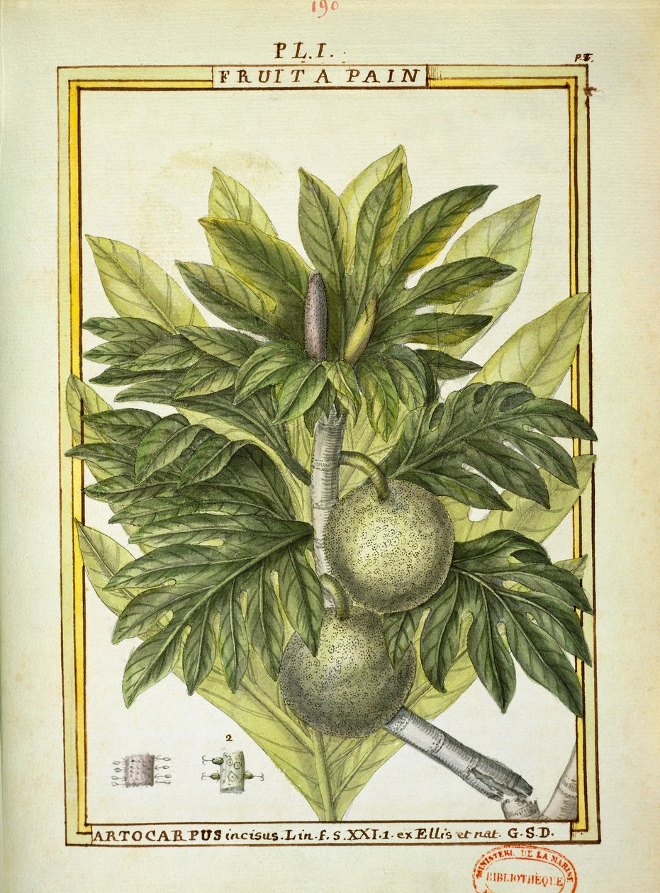 Brødfrugt (Artocarpus altilis), akvarel af Delahaye af Delahaye Delahaye