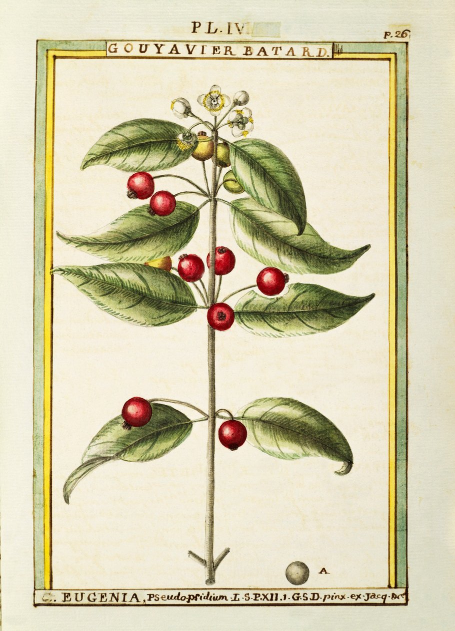 Brush Cherry (Eugenia pseudo-pridium), akvarel af Delahaye af Delahaye Delahaye