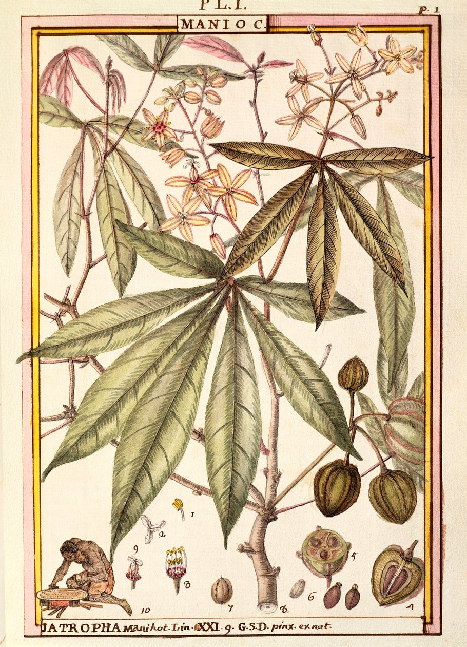 Cassava (Jatropha manihot), af Delahaye, akvarel af Delahaye Delahaye