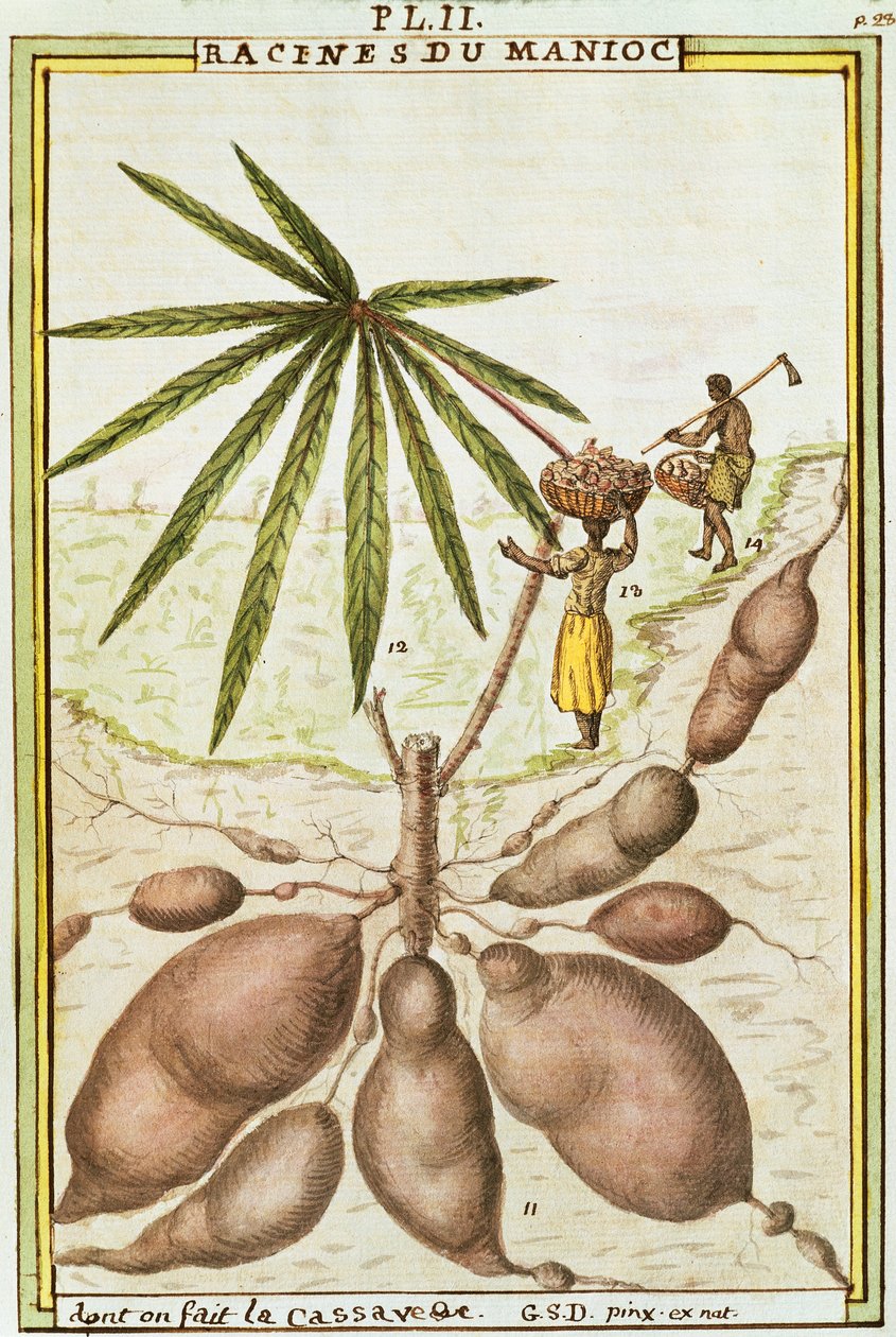 Cassava eller maniokrødder (Manihot esculenta) bruges til at lave maniokbrød, akvarel af Delahaye af Delahaye Delahaye