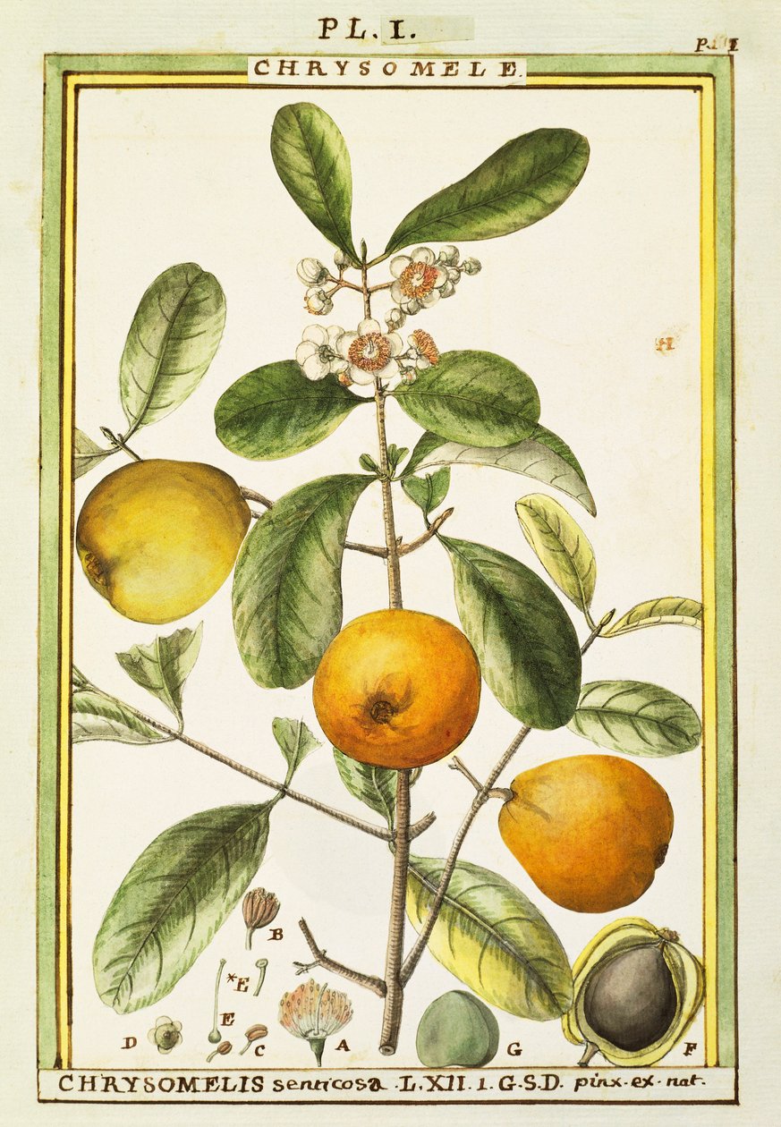 Chrysomele (Chrysomelis senticosa), akvarel af Delahaye af Delahaye Delahaye