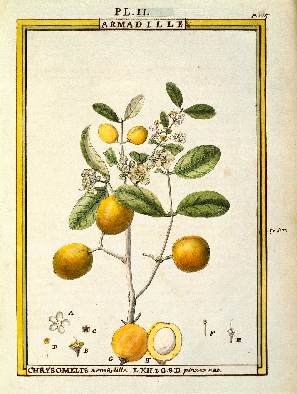 Chrysomelis Armadilla, akvarel af Delahaye af Delahaye Delahaye