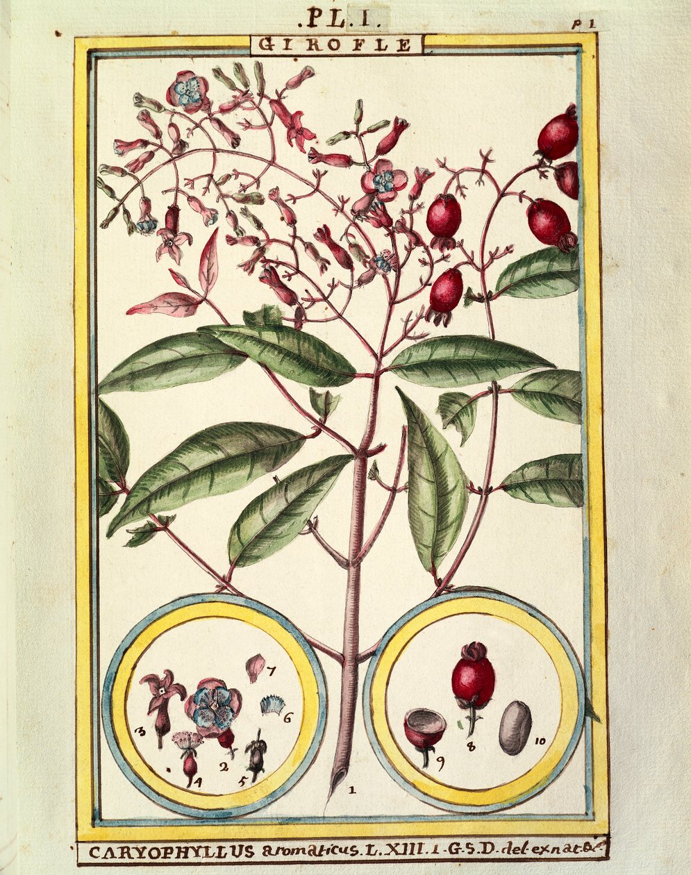 Nellike (Caryophyllus Aromaticus), akvarel af Delahaye af Delahaye Delahaye