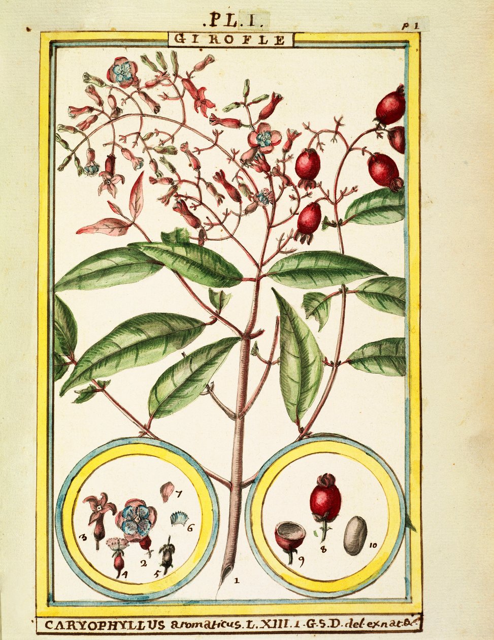 Nellike (Caryophyllus Aromaticus), akvarel af Delahaye af Delahaye Delahaye