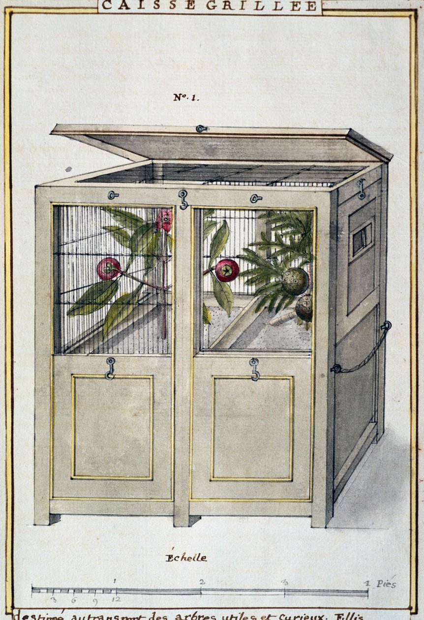 Beholder til transport af nyttige og interessante træer, akvarel af Delahaye, baseret på Florindie ou Histoire physico-economique des vegetaux de la Torride (Physical-Economic History of Plants from Tropics) af Delahaye Delahaye
