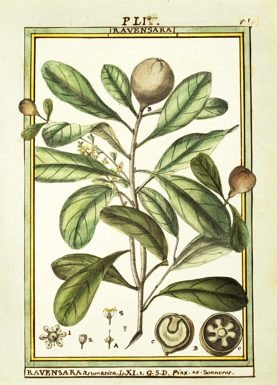 Cryptocarya Aromatica, akvarel af Delahaye af Delahaye Delahaye