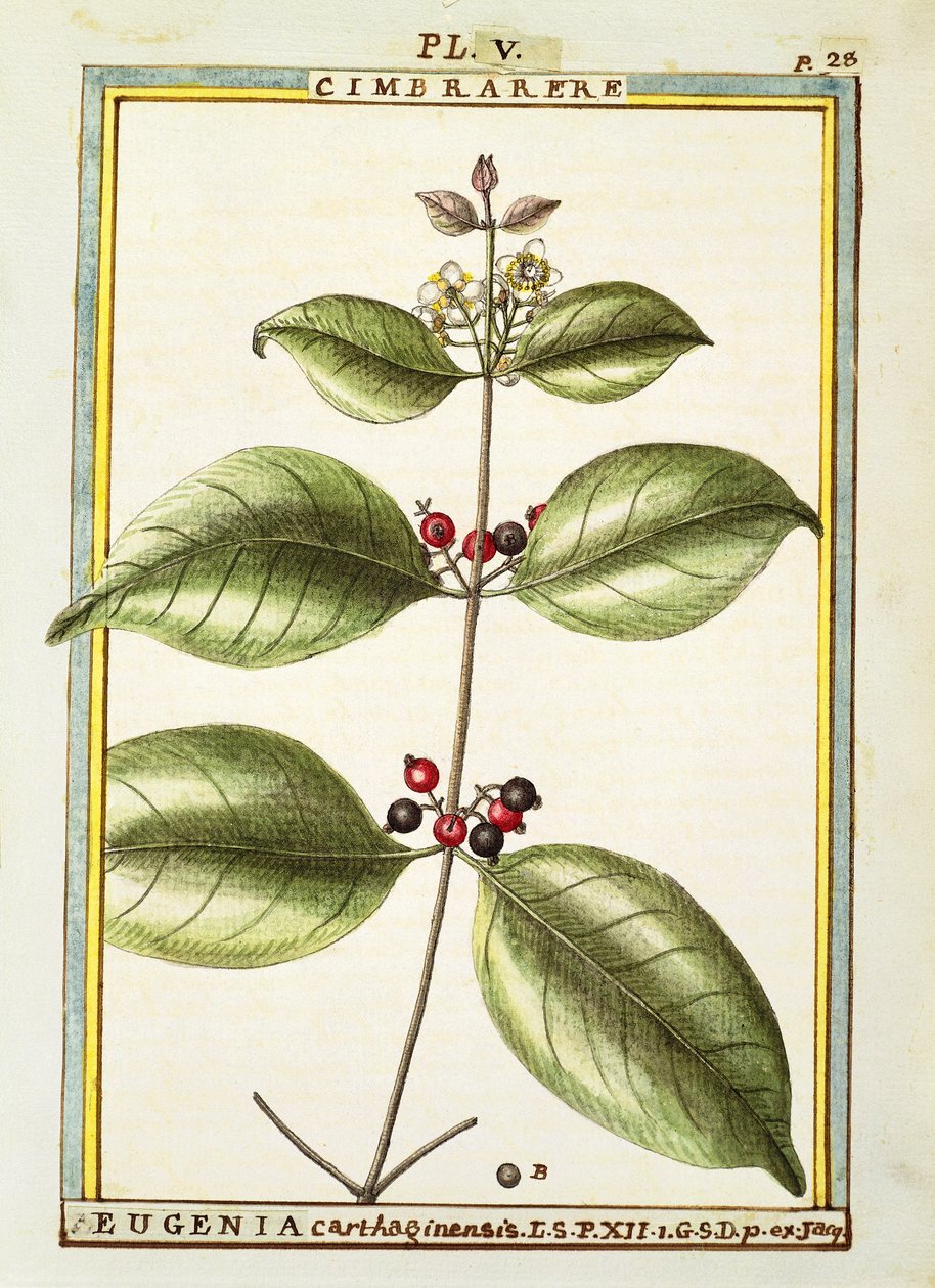 Eugenia Carthaginensis, akvarel af Delahaye af Delahaye Delahaye