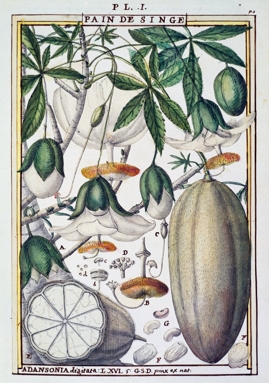 Frugter og blomster af baobabtræ (Adansonia digitata) af Delahaye, fra Florindie eller Historie physico-economic des Vegetaux de la Torride af Delahaye Delahaye