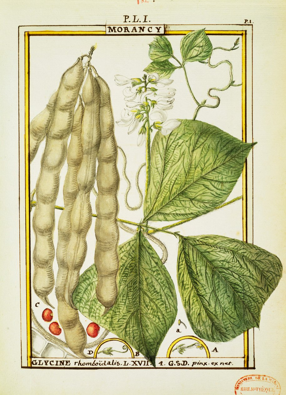 Glycine Rhomboidalis, akvarel af Delahaye af Delahaye Delahaye
