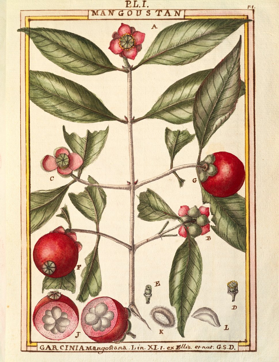 Mangostan (Garcinia mangostana), akvarel af Delahaye af Delahaye Delahaye