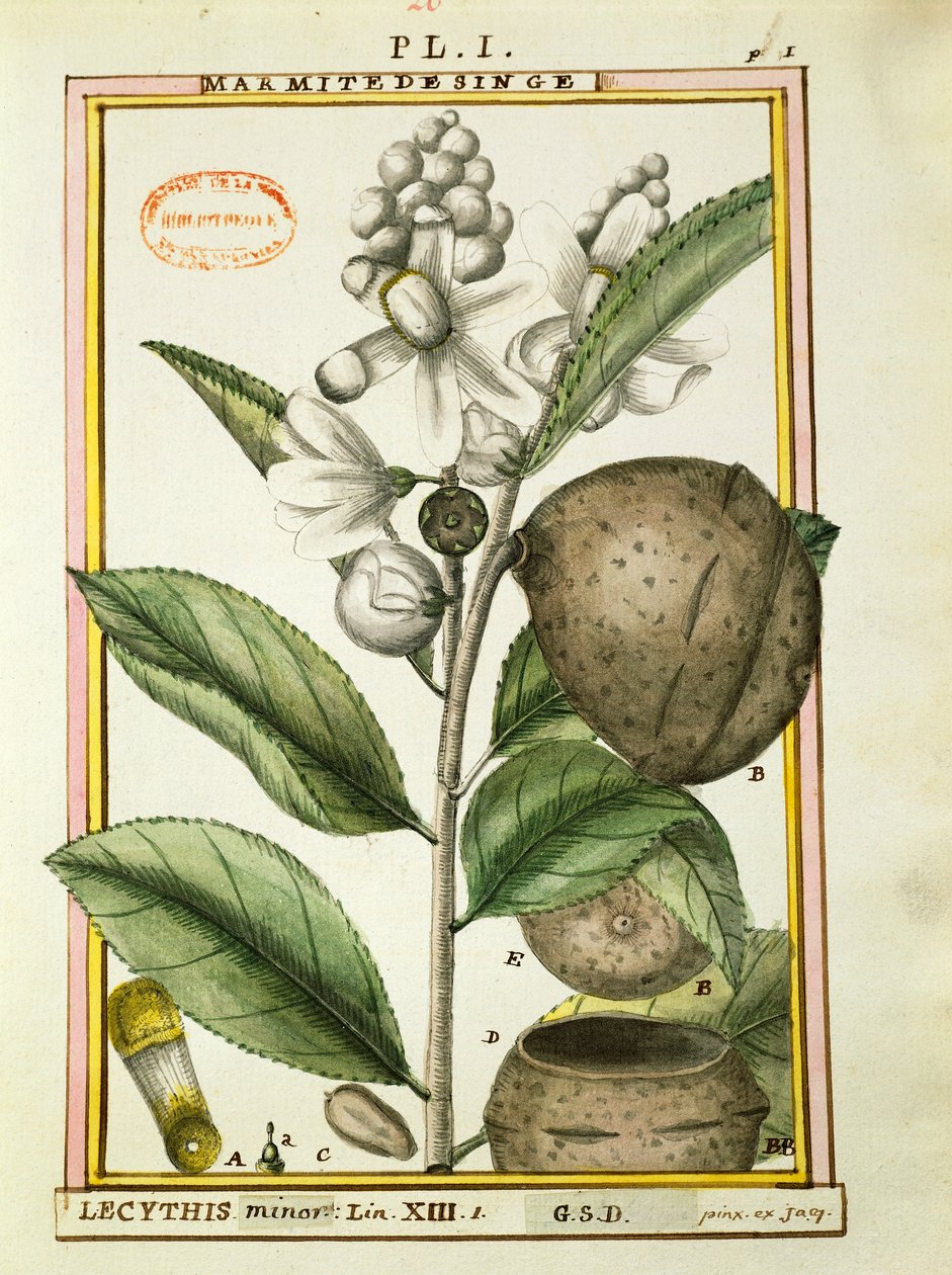 Monkey pot Nut (lecythis minor), akvarel af Delahaye af Delahaye Delahaye