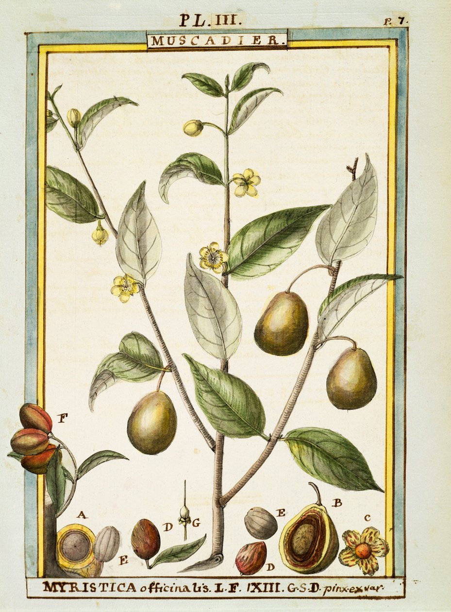 Muskatnød (Myristica fragrans eller officinalis), akvarel af Delahaye af Delahaye Delahaye