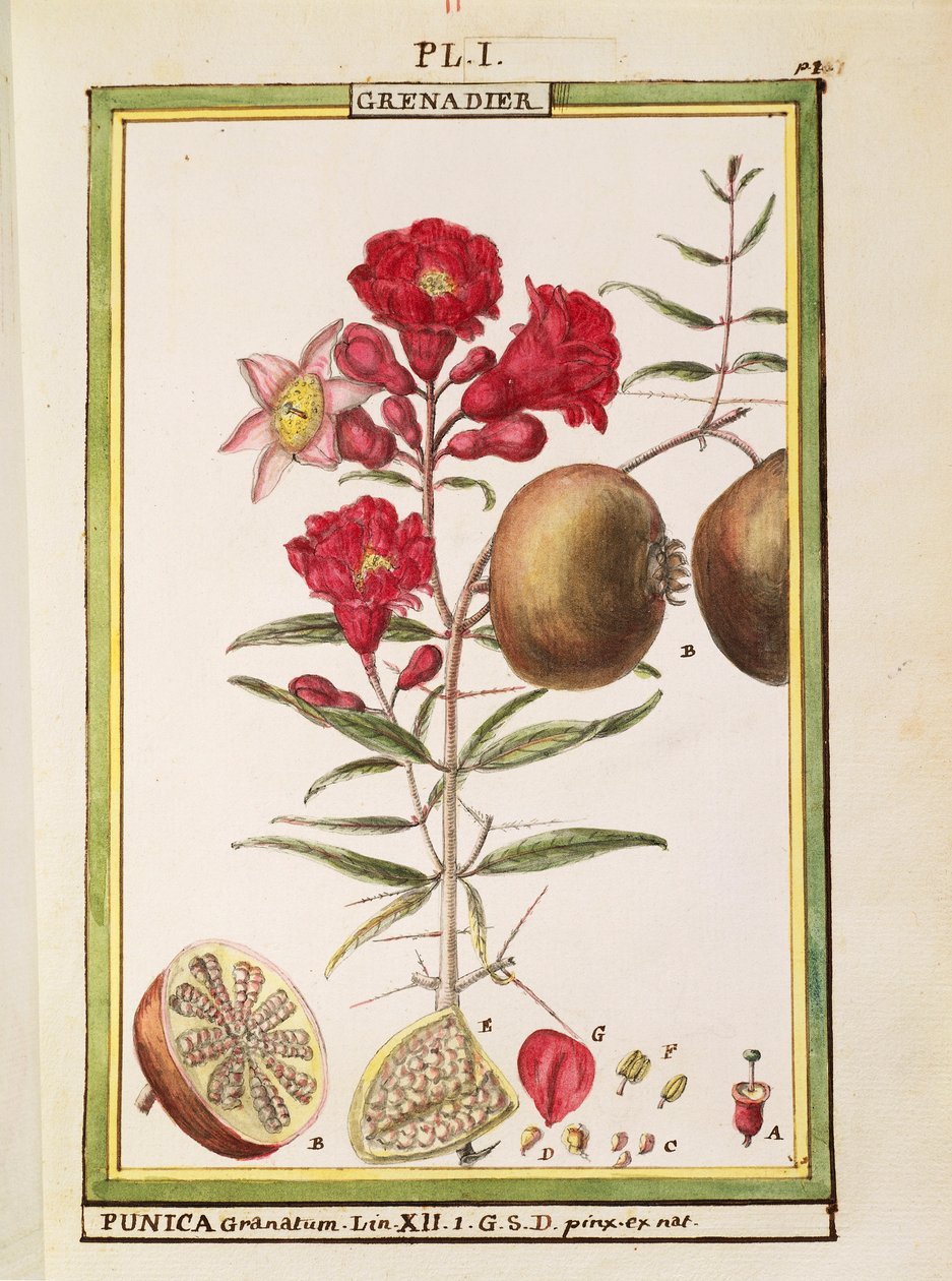 Granatæble (Punica granatum), akvarel af Delahaye af Delahaye Delahaye