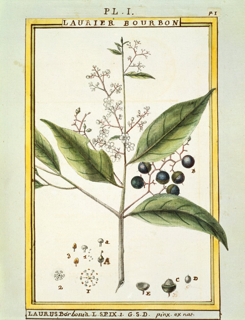 Red Bay Tree (Laurus borbonia eller Persea carolinensis), akvarel af Delahaye af Delahaye Delahaye
