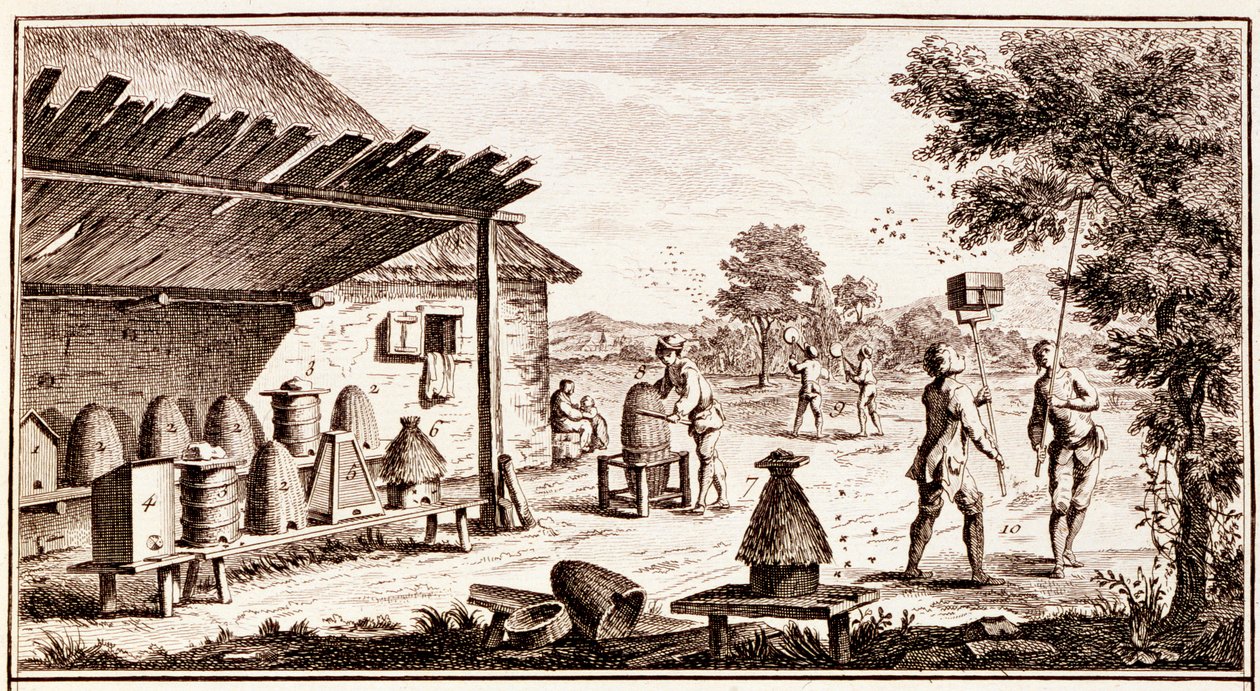Biavl, fra Dictionary of Sciences, ca. 1770, stik detalje af 746836 af Denis Diderot
