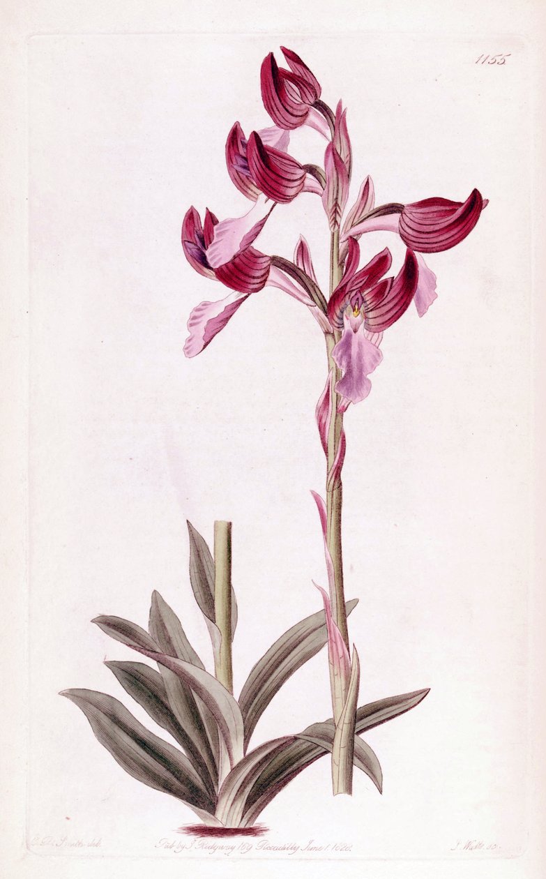 Illustration af Anacamptis papilionacea af Designer
