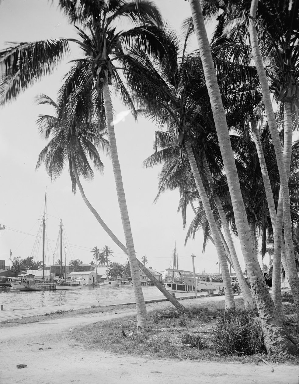 Kokosnøddetræer langs havnen, Miami, Florida, ca. 1900-15 af Detroit Publishing Co.