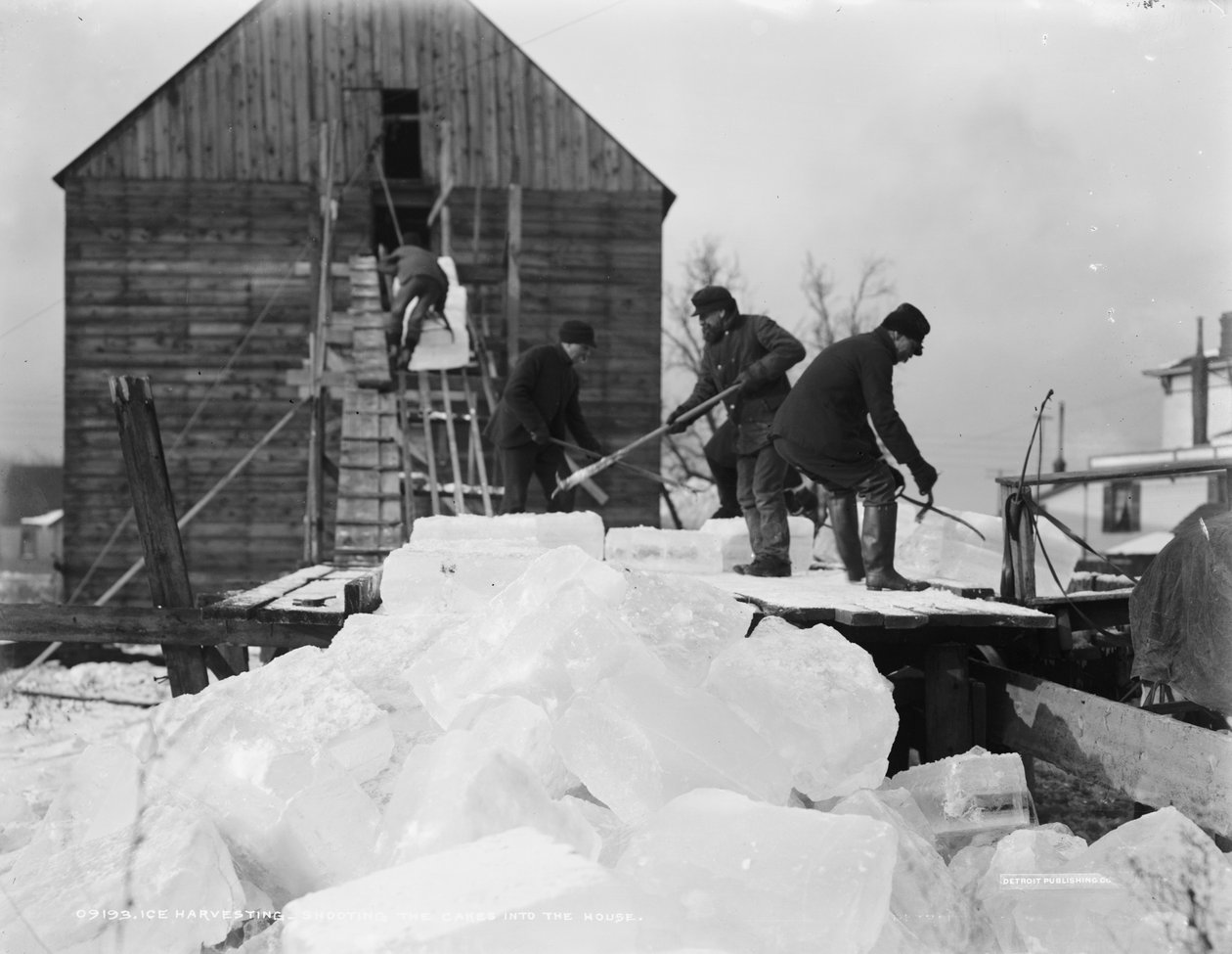 Ishøst, skydning af kagerne ind i huset, ca. 1903 af Detroit Publishing Co.