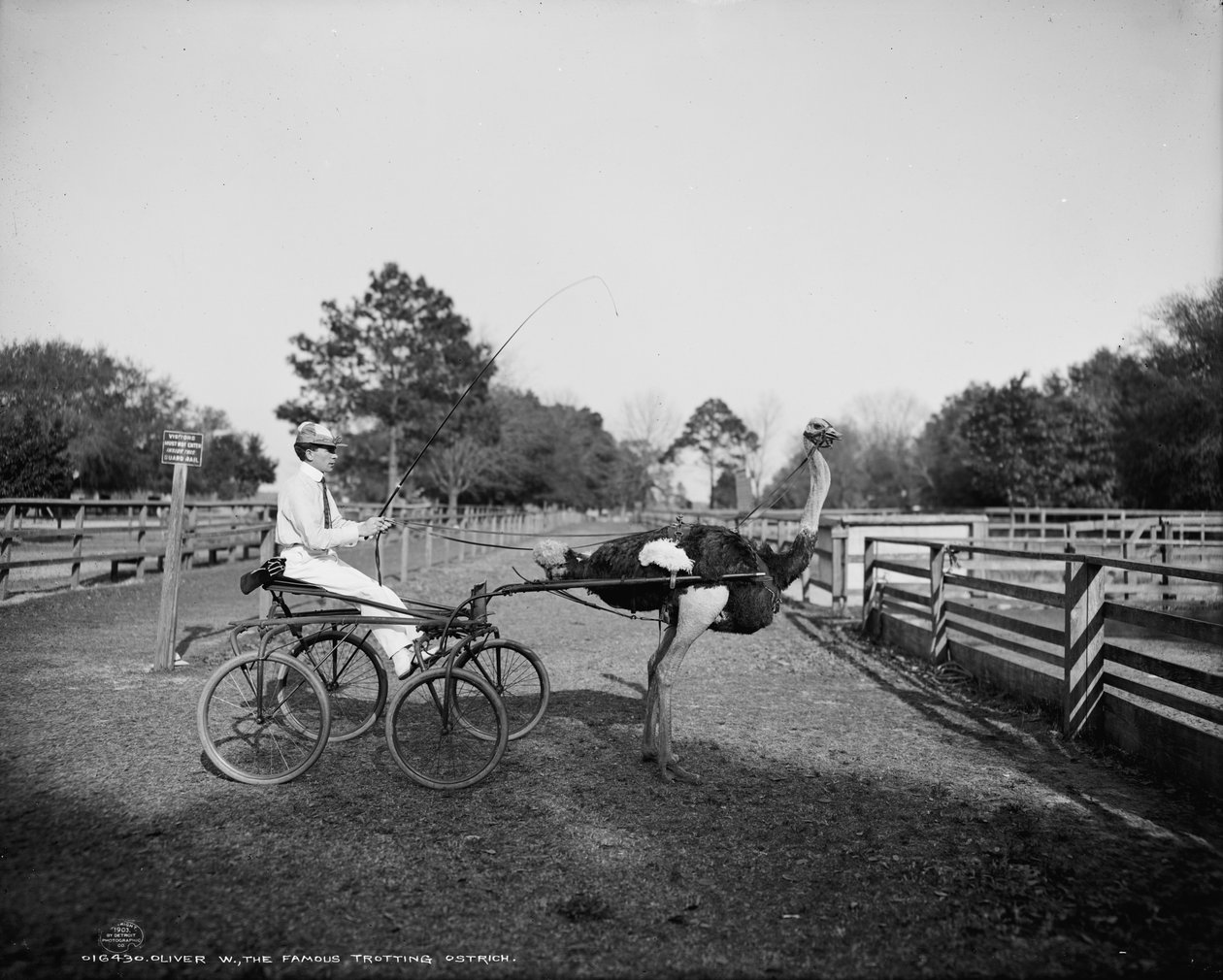 Oliver W., den berømte travstruds, på Florida Ostrich Farm, Jacksonville, 1903 af Detroit Publishing Co.