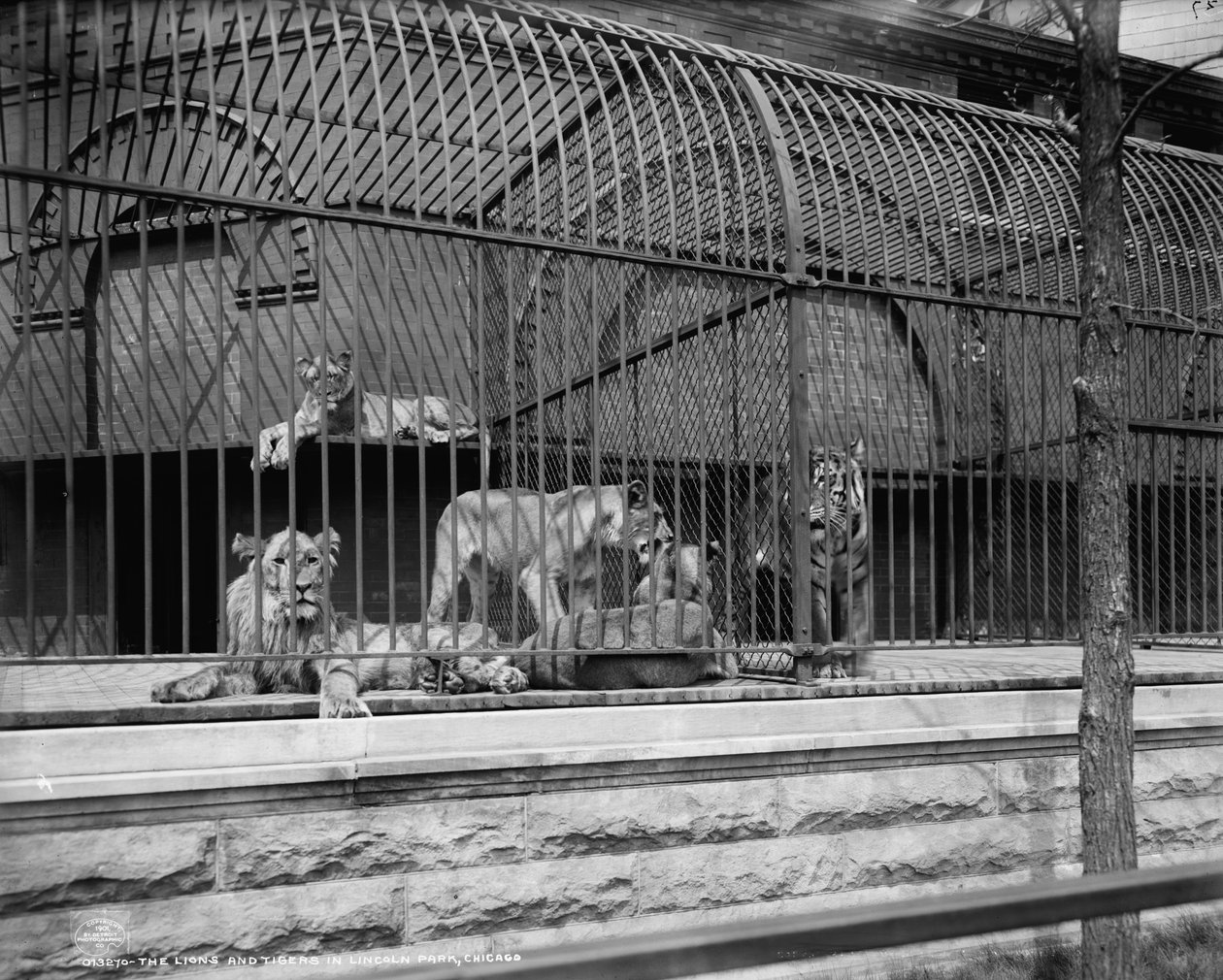 Løverne og tigrene i Lincoln Park, Chicago, ca. 1901 af Detroit Publishing Co.