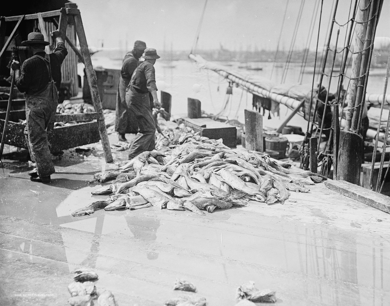Losser Gortons torsk, Gloucester, Massachusetts, ca. 1905 af Detroit Publishing Co.