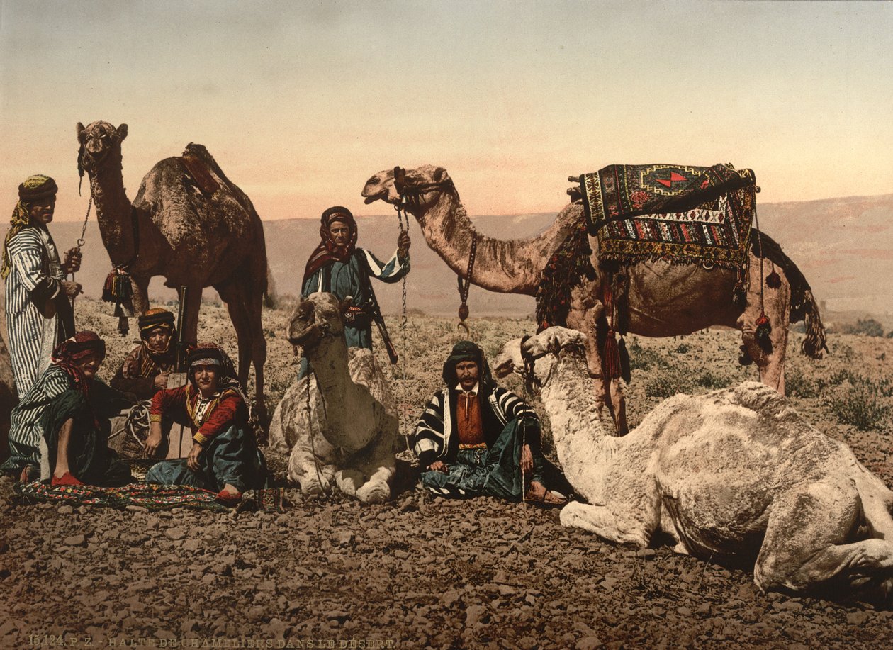 Camels Halting in the Desert, Holy Land, ca. 1890 (fotomekanisk tryk) af Detroit Photographic Co.
