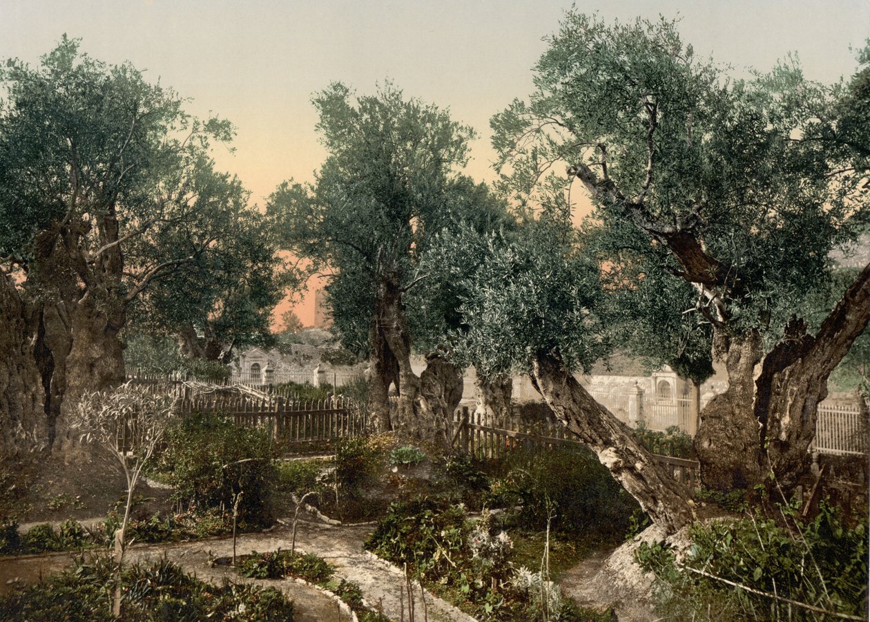Getsemane Have, Jerusalem, Det Hellige Land, ca. 1890-c. 1900 (fotokromtryk) af Detroit Photographic Co.