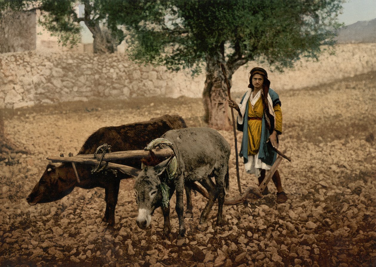 Indfødt i Palæstina, der arbejder med en okse og et æsel, Det Hellige Land, ca. 1890-c. 1900 (fotokromtryk) af Detroit Photographic Co.