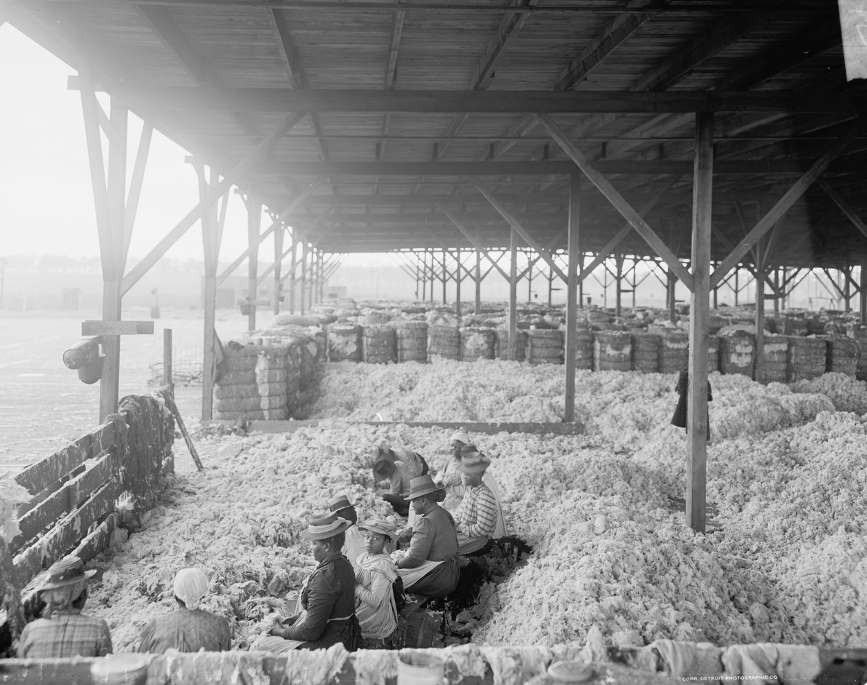Sortering af bomuld for Atlantic Cotton Compress Company, Pensacola, Florida af Detroit Publishing Co.