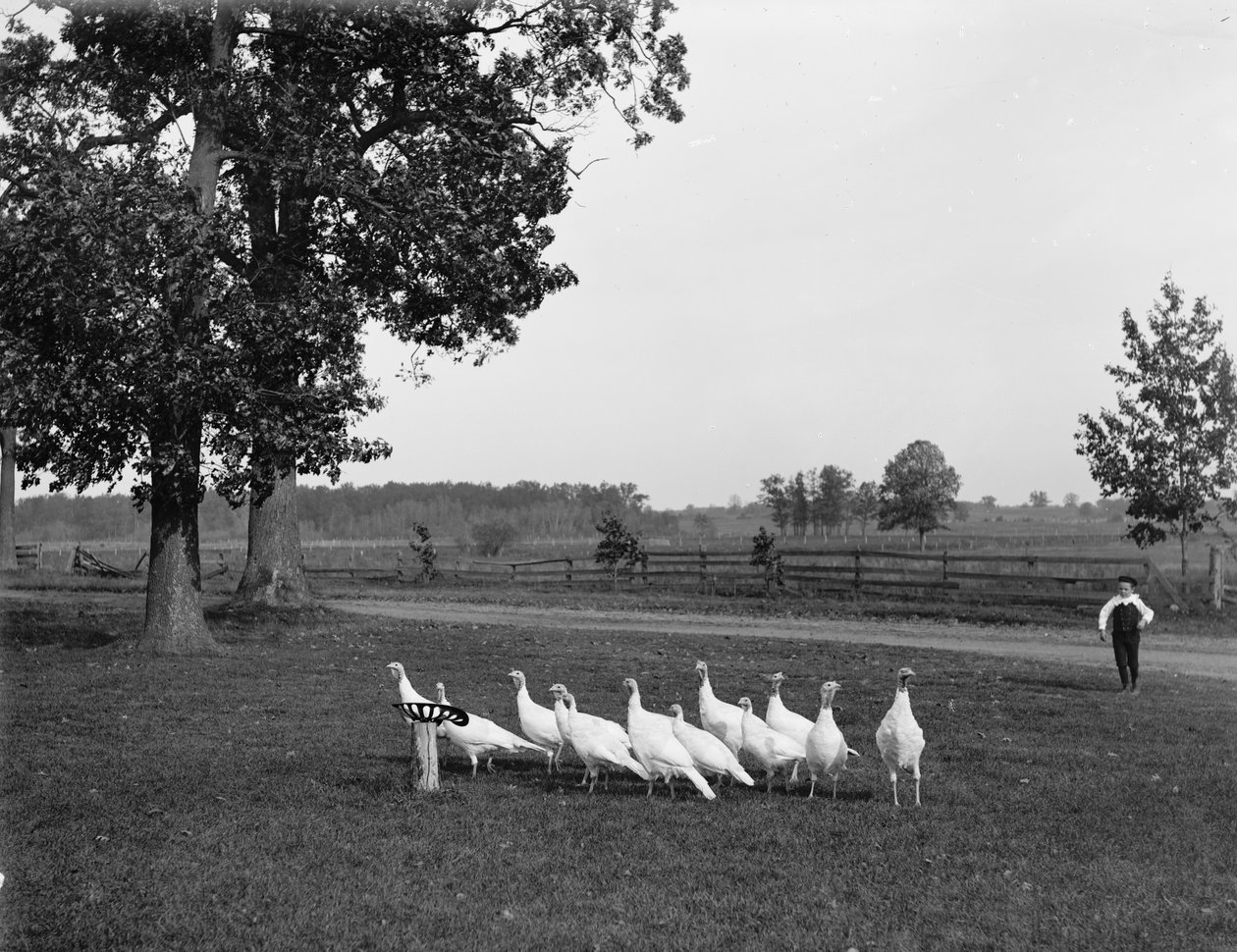 Hvide Holland-kalkuner, 1900 af Detroit Publishing Co.