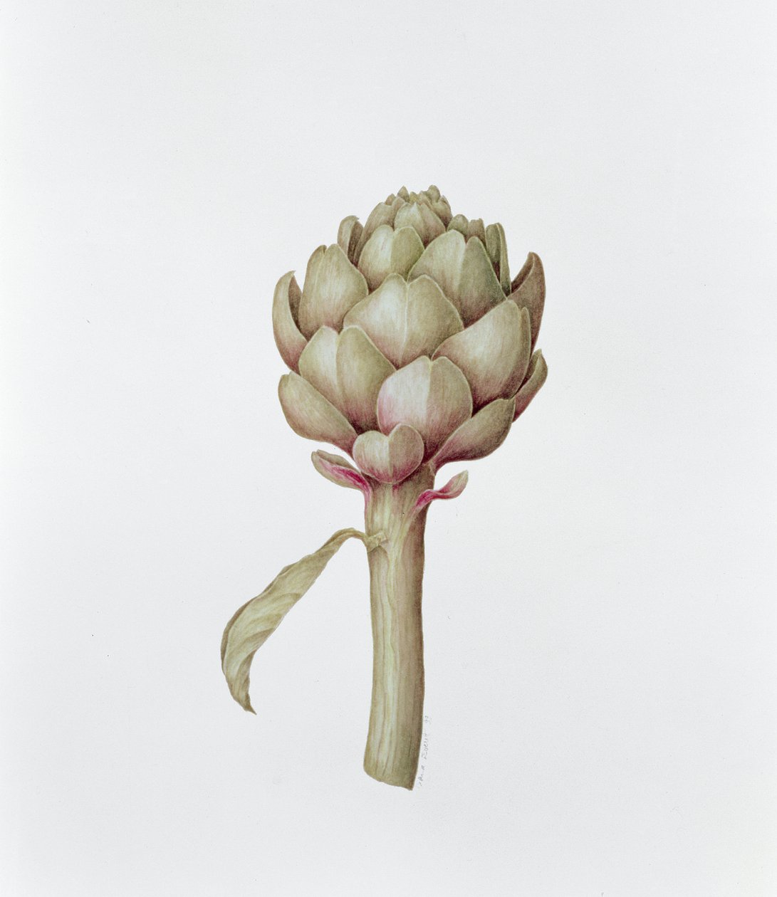 Artiskok, 1999 af Diana Everett