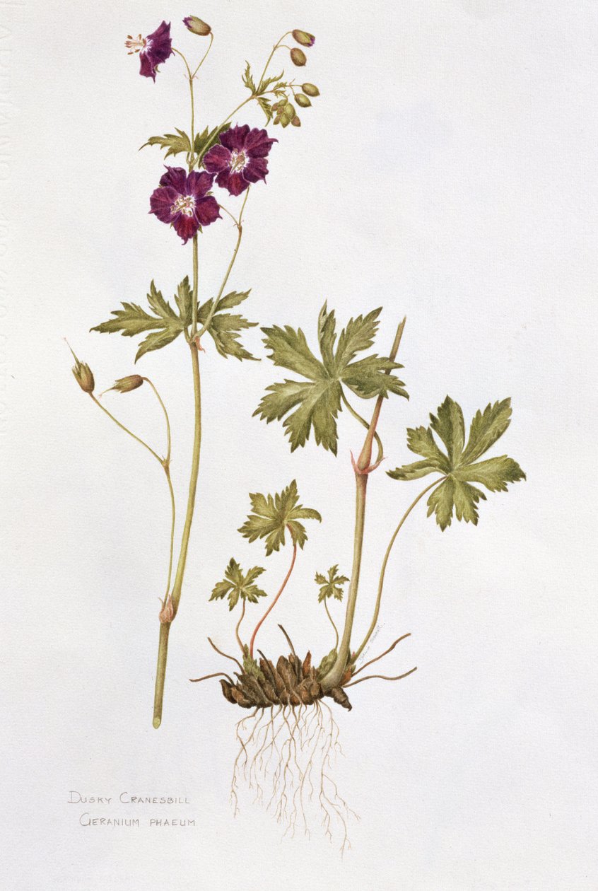Dusky Cranesbill (wc på papir) af Diana Everett