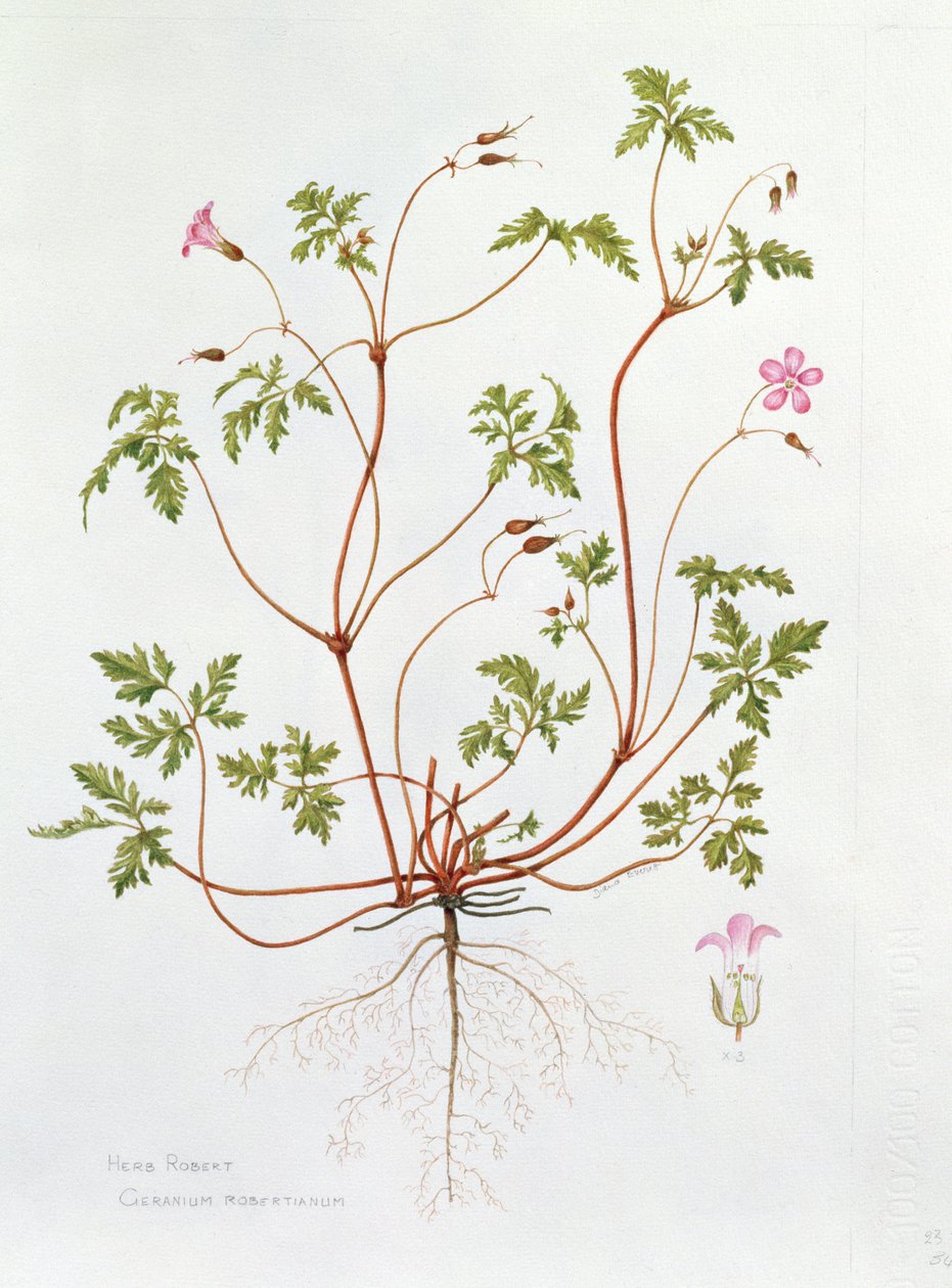 Herb Robert (wc på papir) af Diana Everett