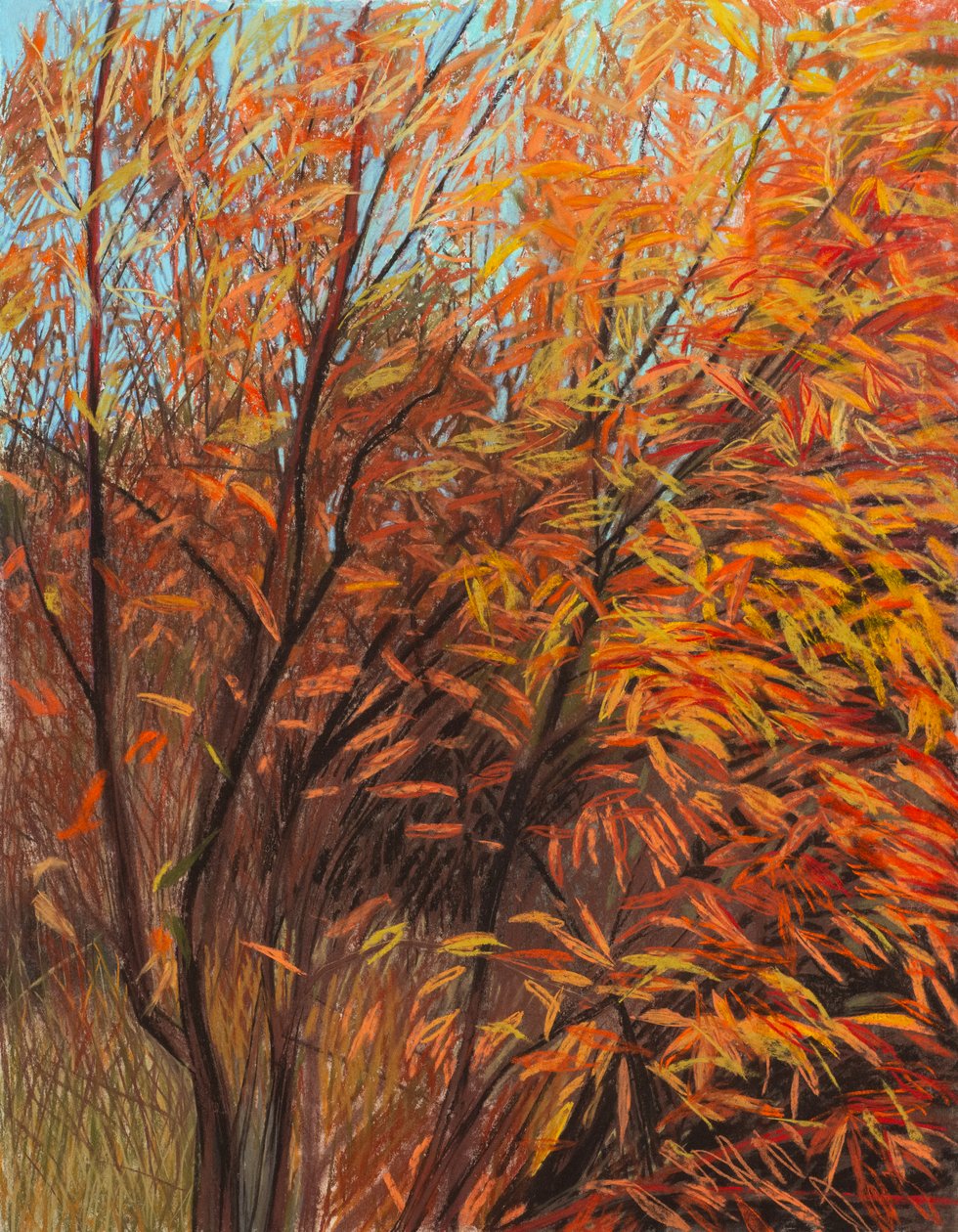 Red Willow 1a, 2021 (pastel på papir) af Diana Jahns