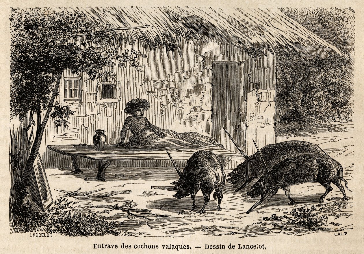 Forhindringer for de således immobiliserede forgængere af valaque-grise i Rumænien. Gravering til illustration af rejsen fra Paris til Bukarest af Lancelot, tegner, i 1860, offentliggjort i "Le tour du monde, nouveau journal des voyages", under ledelse af  af Dieudonne Auguste Lancelot