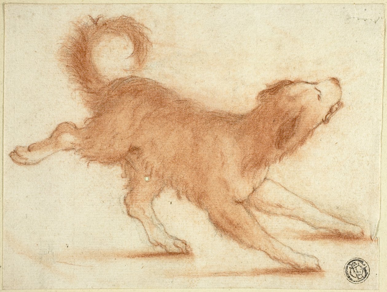 Knurrende hund klar til at slå til af Dirk Valkenburg