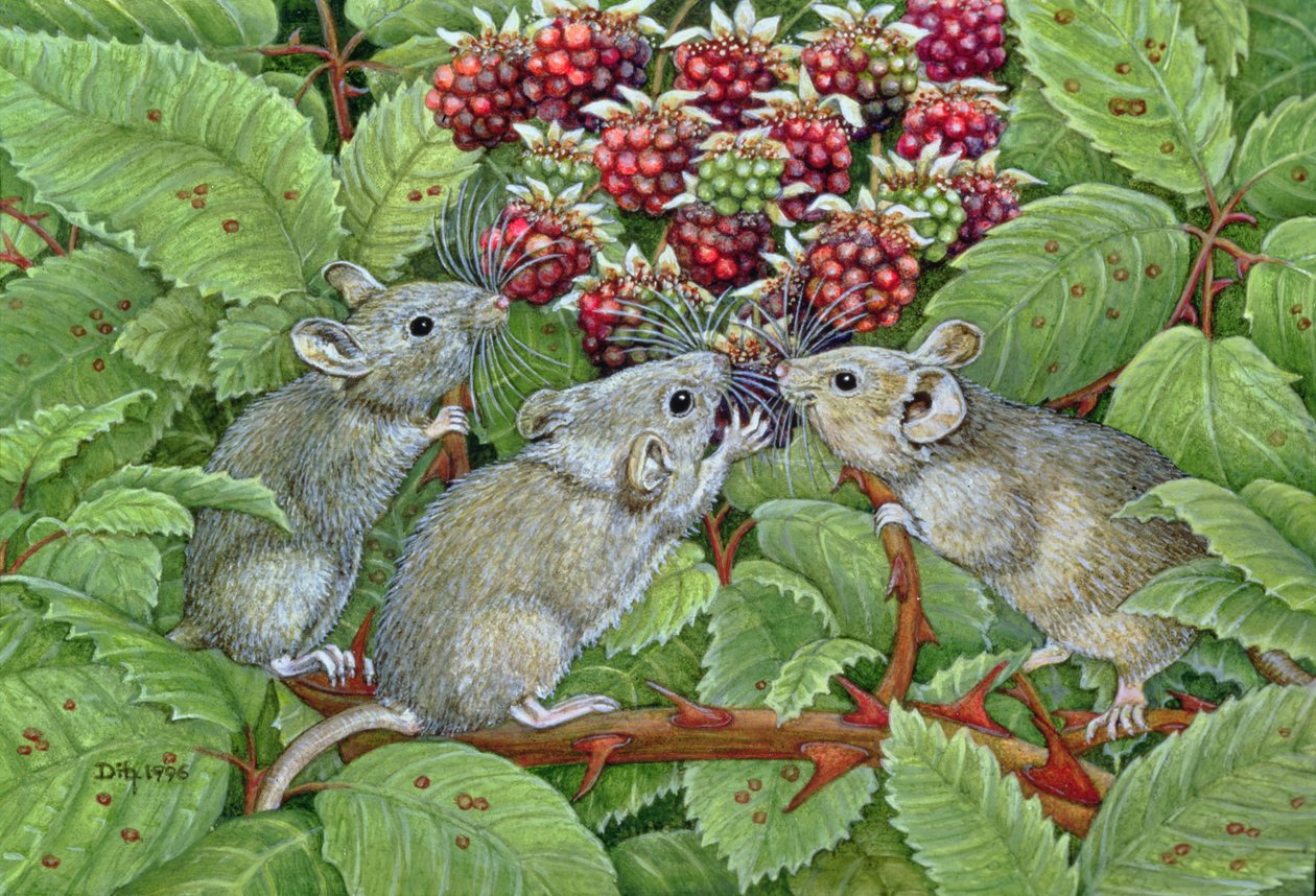 Blackberrying, 1996 (akryl på panel) af Ditz