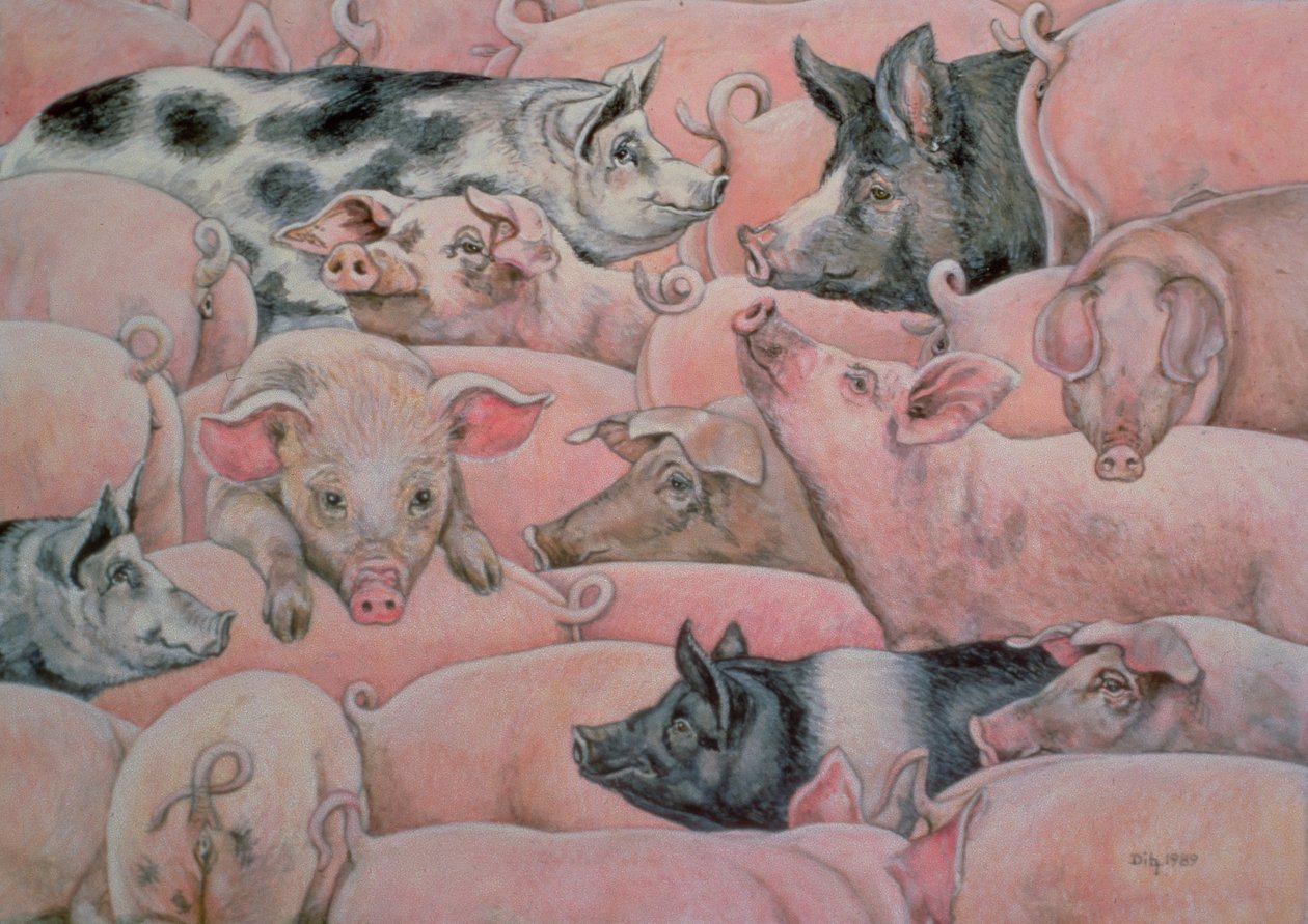 Pig-Spread af Ditz